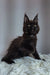 Black Maine Coon kitten named Justin with adorable ear tufts. Perfect Coon kitten!