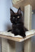 Black Maine Coon kitten with pointed ears chilling on a cat tree platform