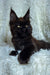 Black Maine Coon kitten Justin with ear tufts and golden eyes, adorable coon kitten cutie