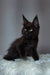 Black Maine Coon kitten named Justin with yellow-green eyes and tufted ears