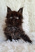 Fluffy dark brown Maine Coon kitten Justin with bright eyes, super adorable!