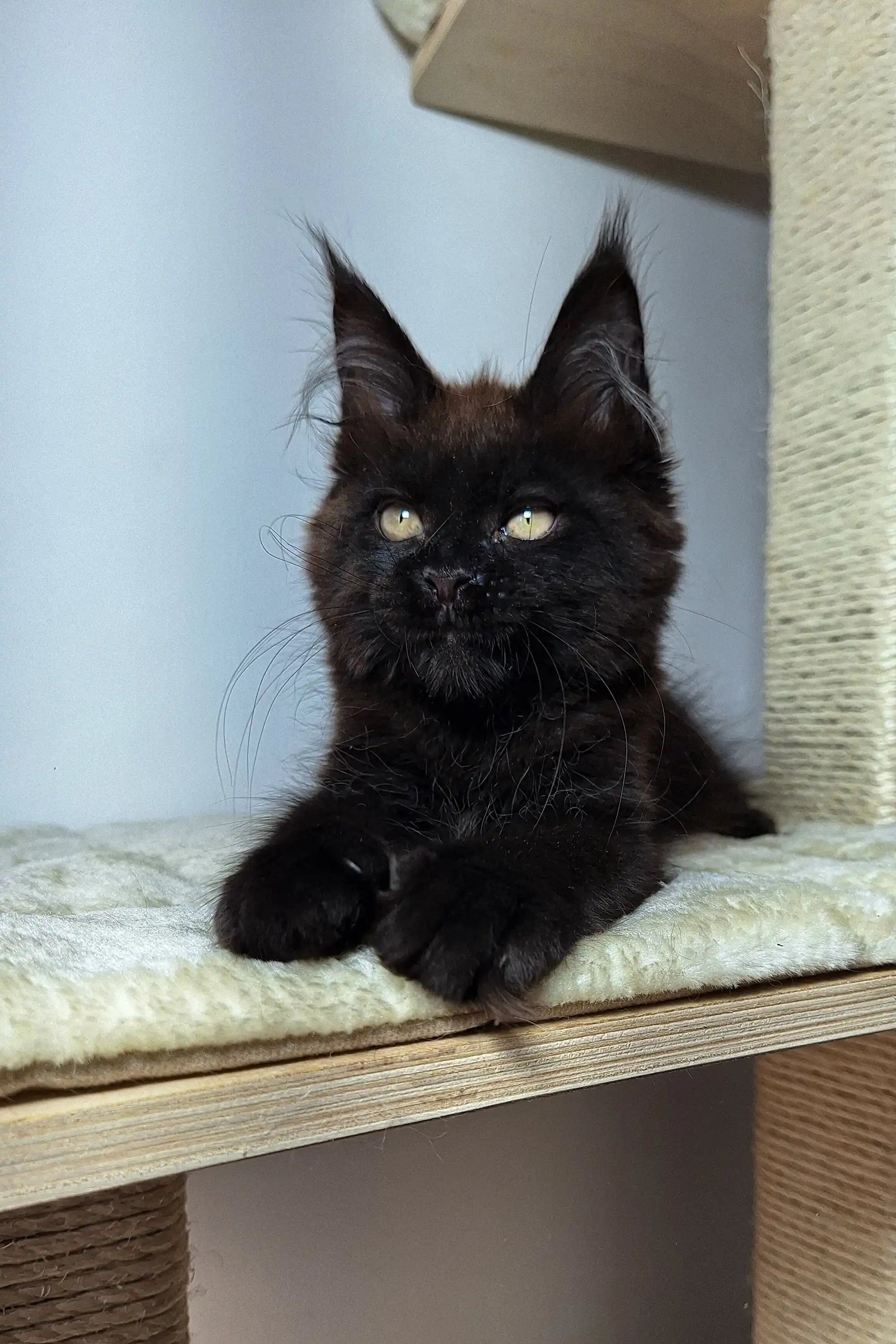 Maine Coon Kittens for Sale Justin | Kitten