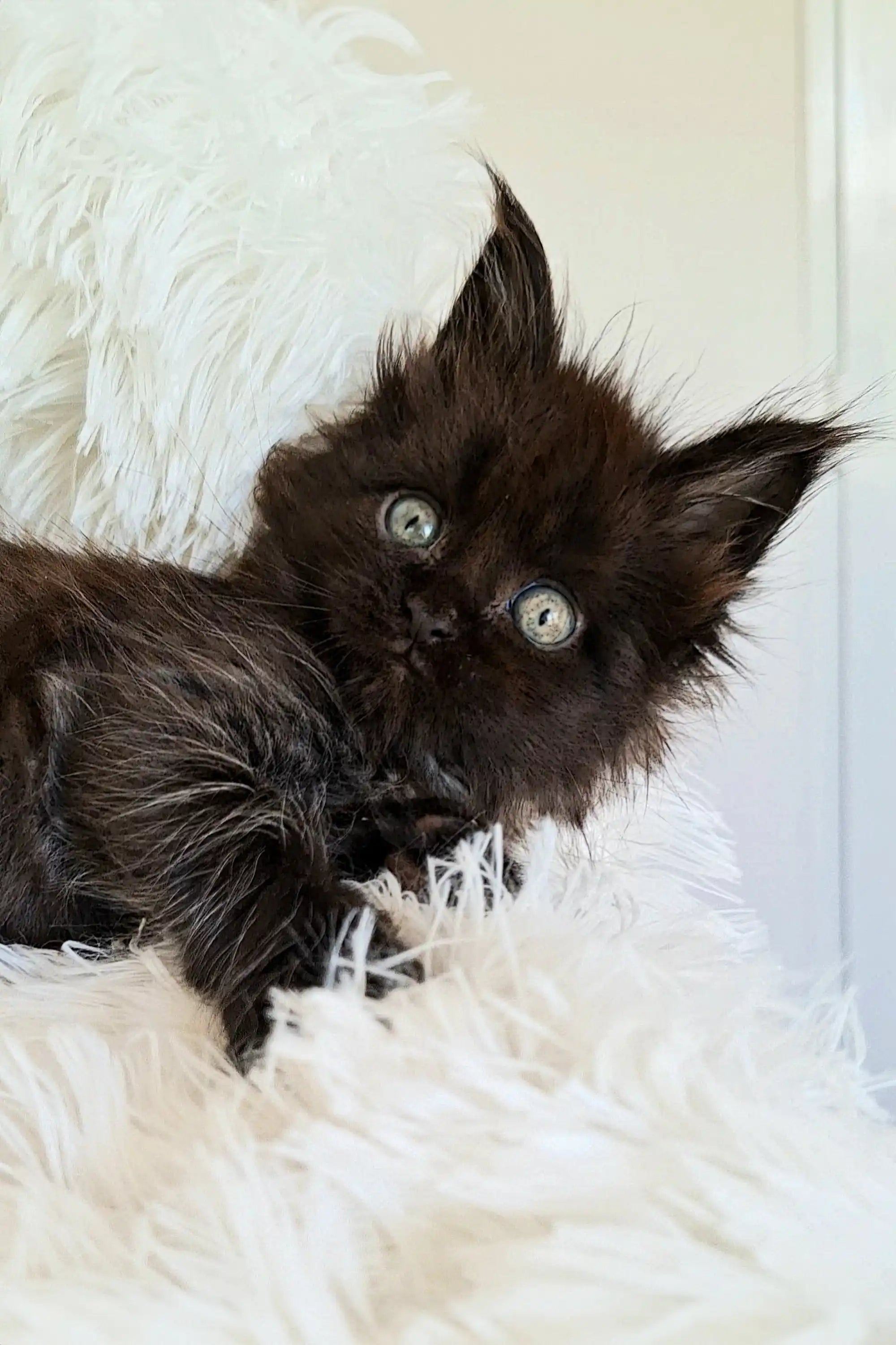 Maine Coon Kittens for Sale Justin | Kitten