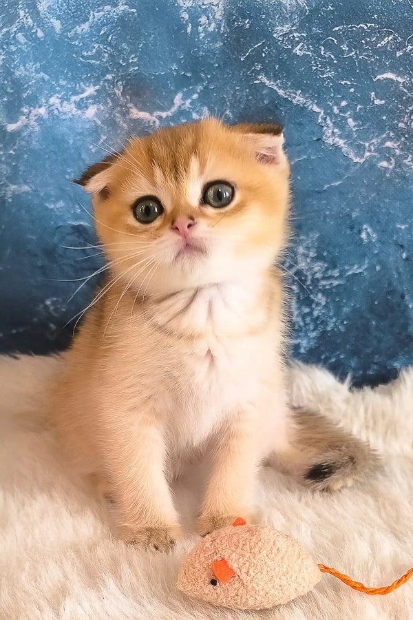 Justin | scottish fold kitten