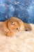 Justin | scottish fold kitten