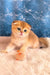 Justin | scottish fold kitten