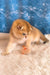 Justin | scottish fold kitten