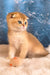 Justin | scottish fold kitten