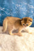 Justin | scottish fold kitten