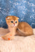 Justin | scottish fold kitten