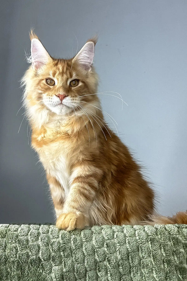 Juventus | maine coon kitten