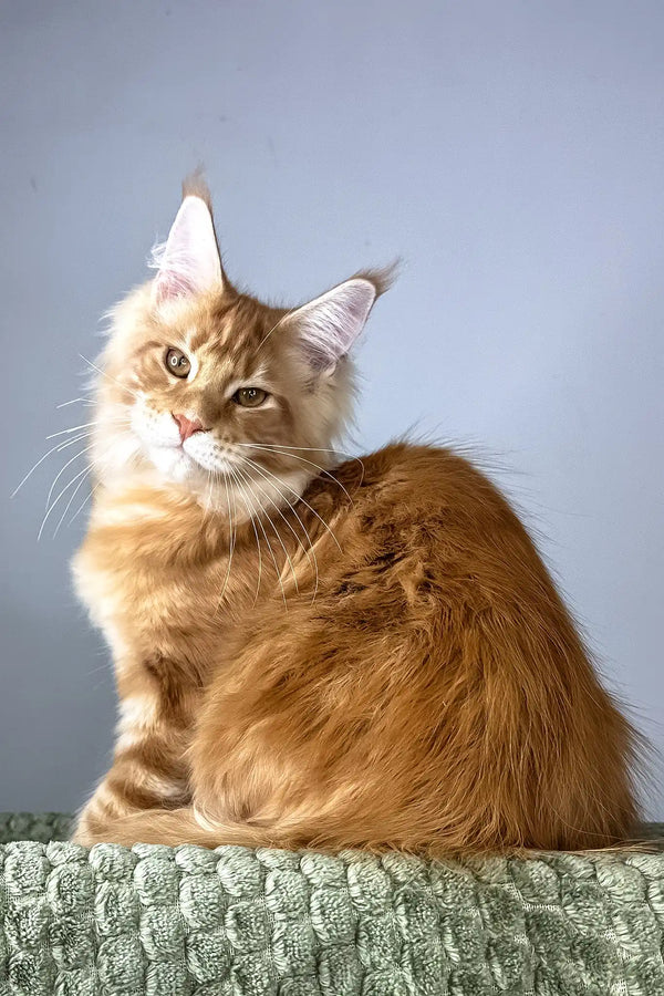 Juventus | maine coon kitten