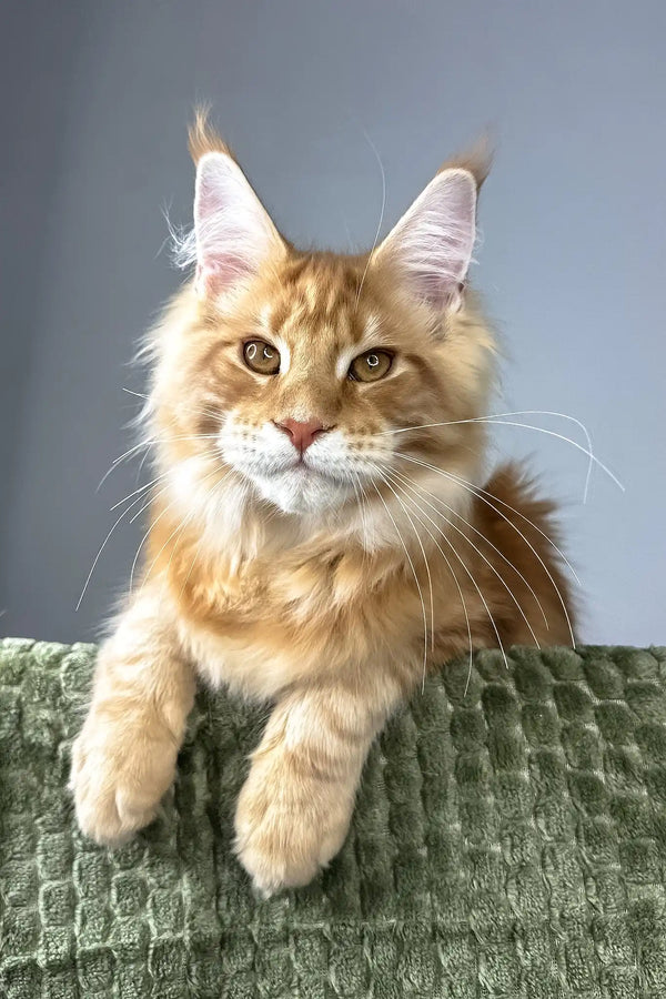 Juventus | maine coon kitten