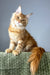Juventus | maine coon kitten