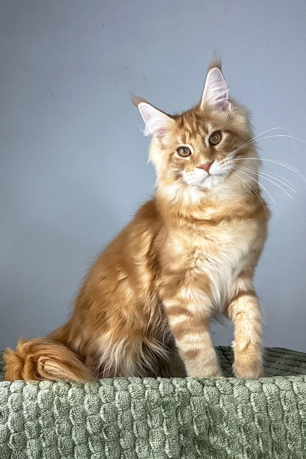 Juventus | maine coon kitten