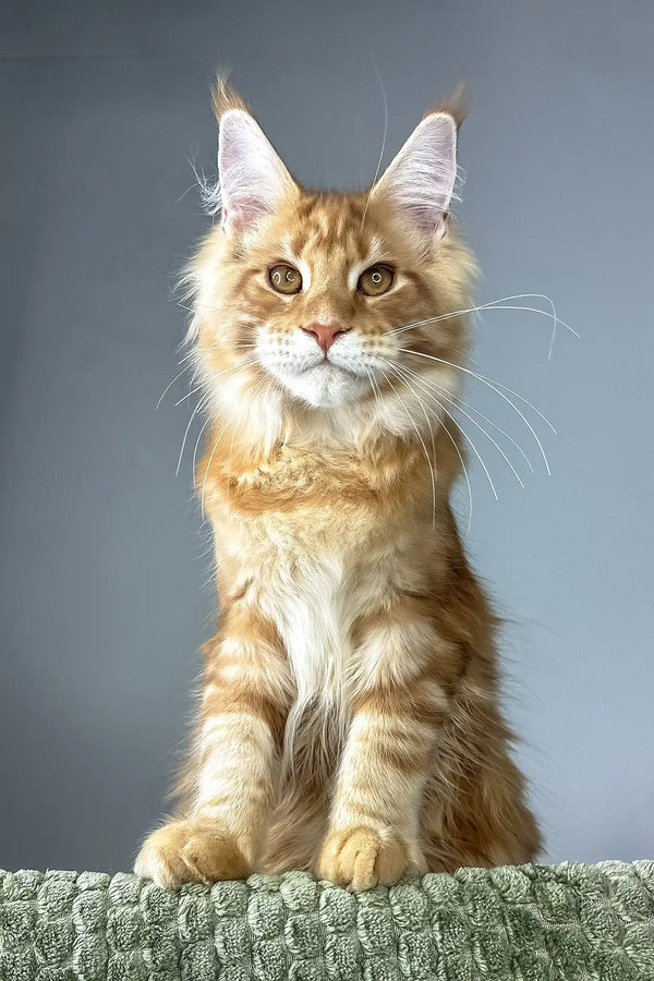 Juventus | maine coon kitten