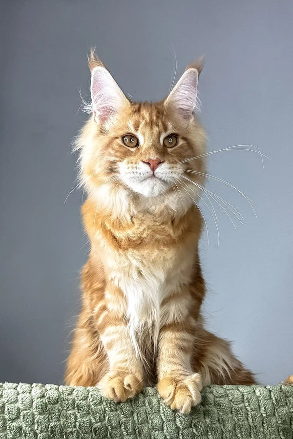 Juventus | maine coon kitten