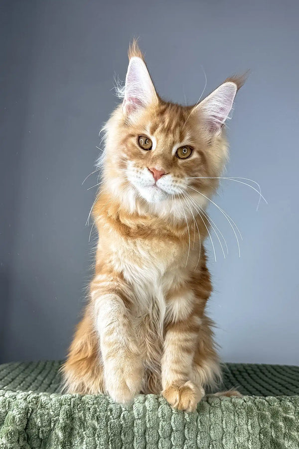 Juventus | maine coon kitten