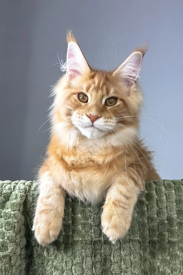 Juventus | maine coon kitten