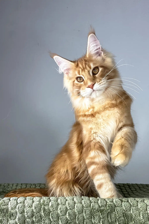 Juventus | maine coon kitten