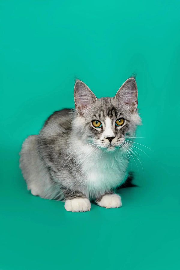 Gray and white Maine Coon kitten with alert yellow eyes, a stunning silver tabby look