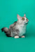 Gray and white Maine Coon kitten, Kabir, sitting and gazing upward adorably