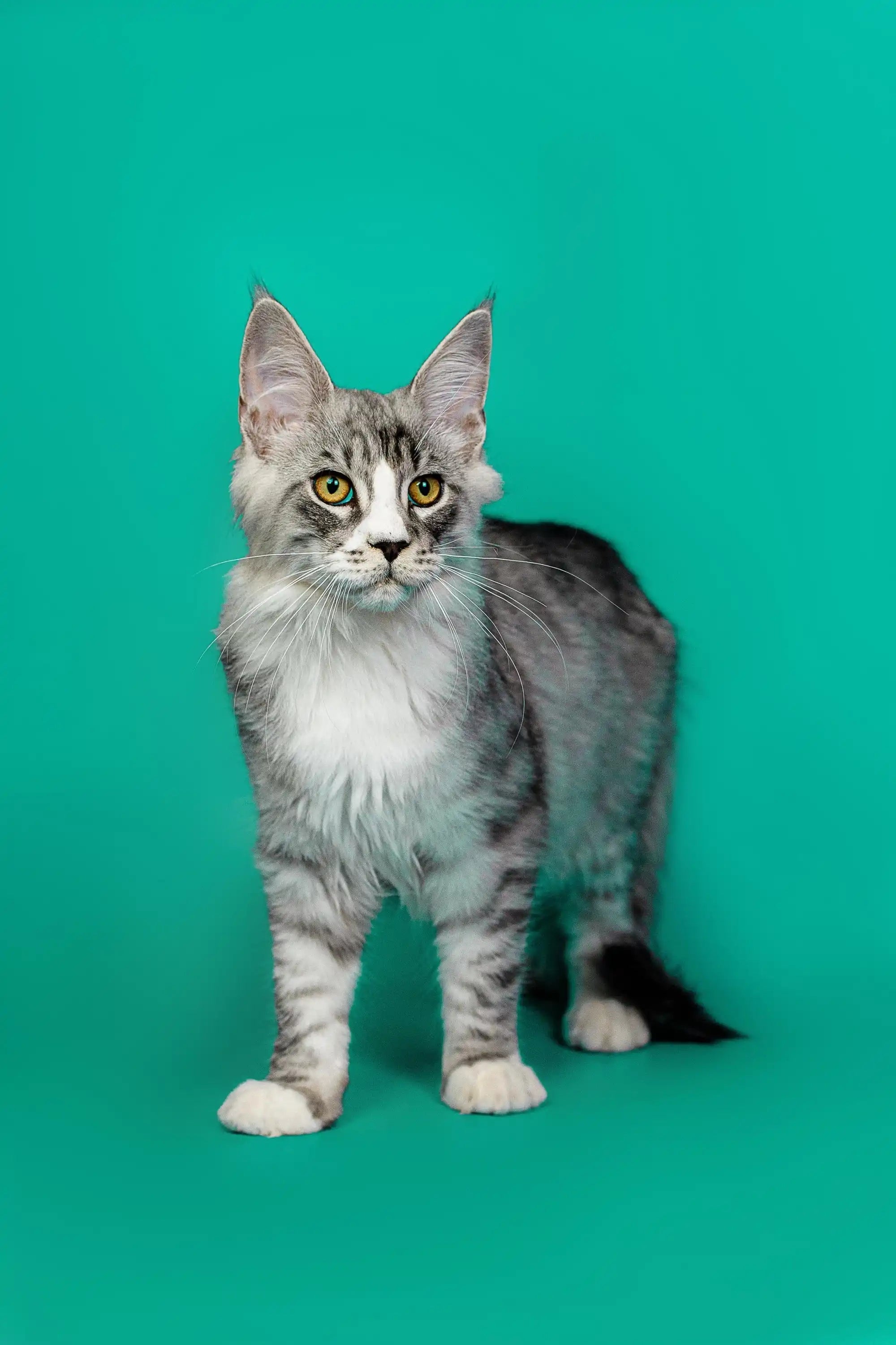 Maine Coon Kittens for Sale Kabir | Kitten