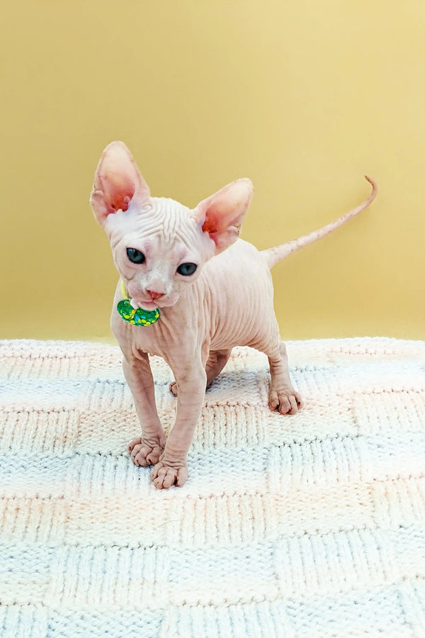 Cute Hairless Sphynx kitten with a green collar on a patterned rug, perfect for Kabyki