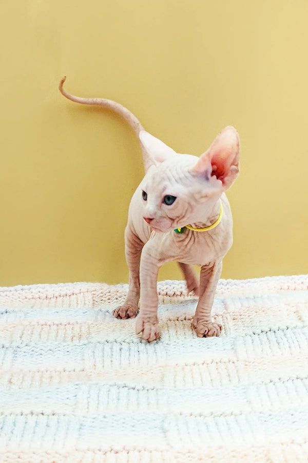 Sphynx kitten with pale pink skin, blue eyes, and a cute collar from Kabyki