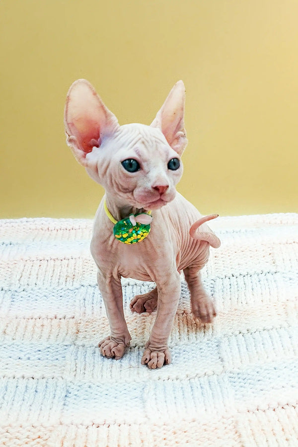 Adorable Hairless Sphynx kitten in a cute green floral collar from Kabyki
