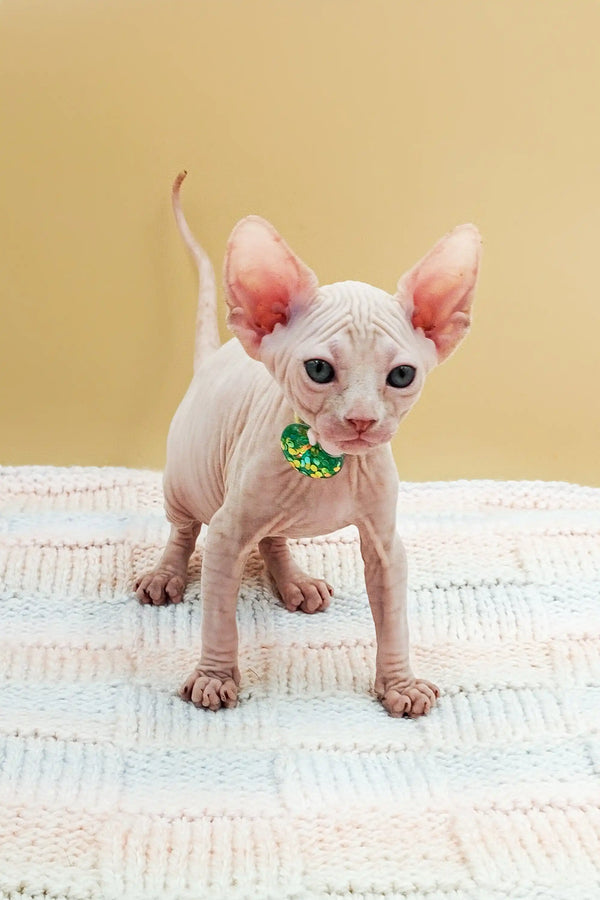 Cute Hairless Sphynx kitten in a green collar with a bell for Kabyki Sphynx Kitten