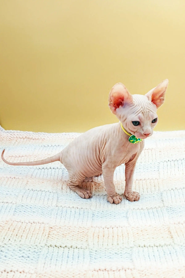 Cute Hairless Sphynx kitten in a green collar from Kabyki Sphynx Kitten collection