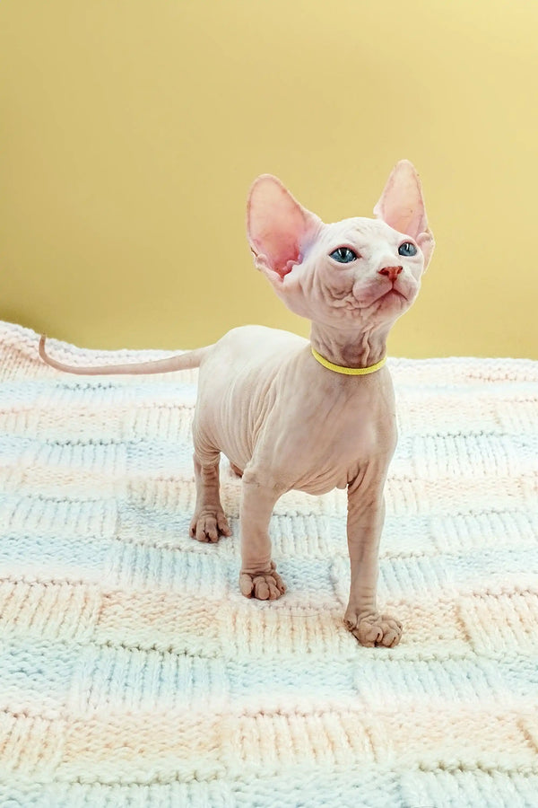 Hairless Sphynx kitten with big ears and blue eyes in yellow collar from Kabyki