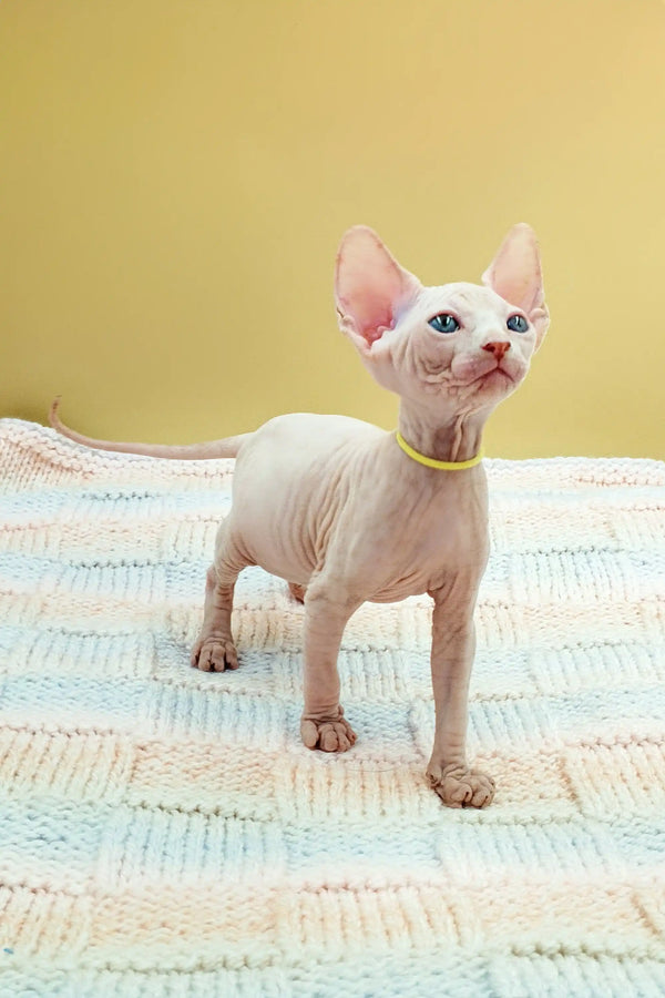 Adorable Sphynx kitten standing on a stylish patterned rug from Kabyki