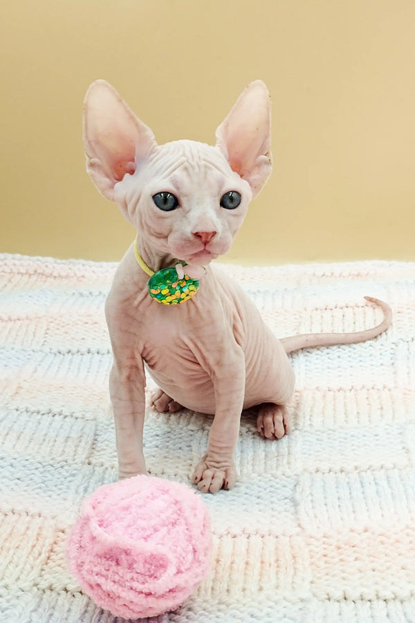 Adorable Hairless Sphynx kitten in a green collar with a bell from Kabyki