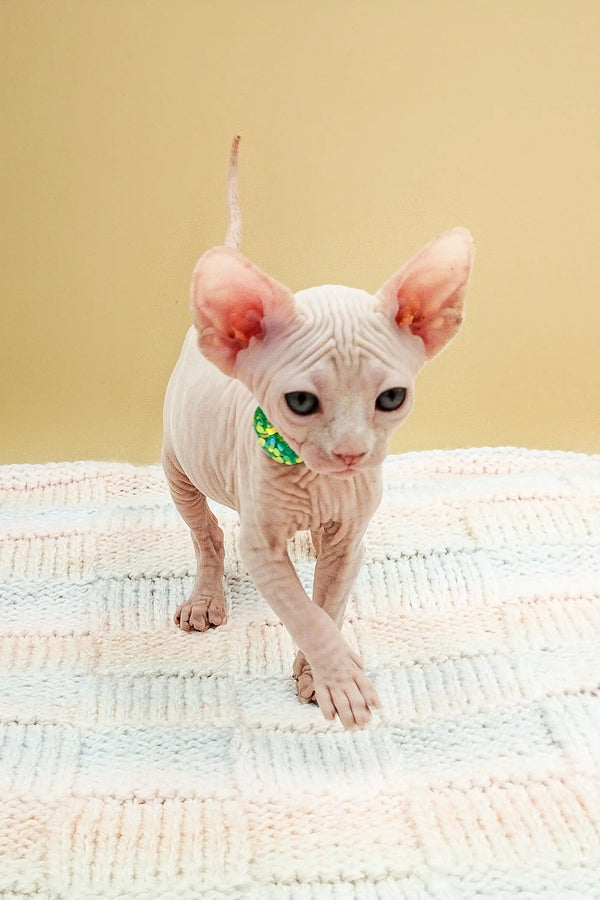 Sphynx kitten with pale skin and big ears on a cool textured surface