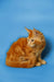 Orange Maine Coon kitten Kaci with fluffy fur and pointed ears ready to play