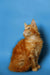 Orange tabby Maine Coon kitten Kaci sitting upright, showing off her fluffy fur