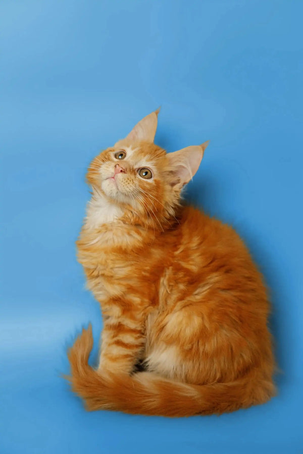 Fluffy orange tabby Maine Coon kitten Kaci looking up with curious eyes