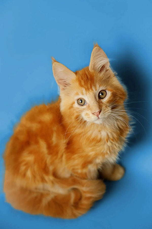 Orange tabby Maine Coon kitten Kaci with fluffy fur and alert expression