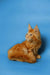 Cute orange tabby Maine Coon kitten Kaci showing off her adorable ear tufts