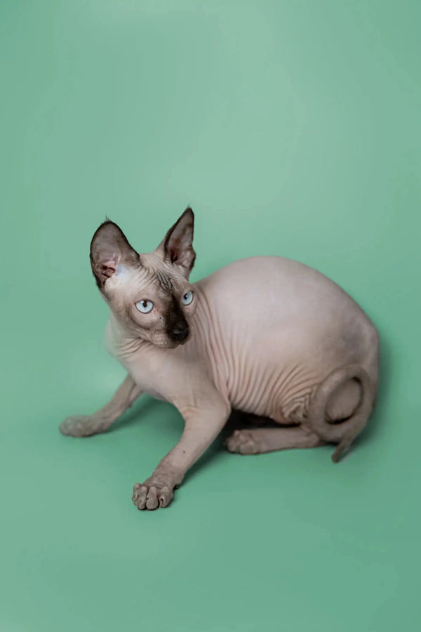 Sphynx kitten Kade with blue eyes sitting cute on a plain surface