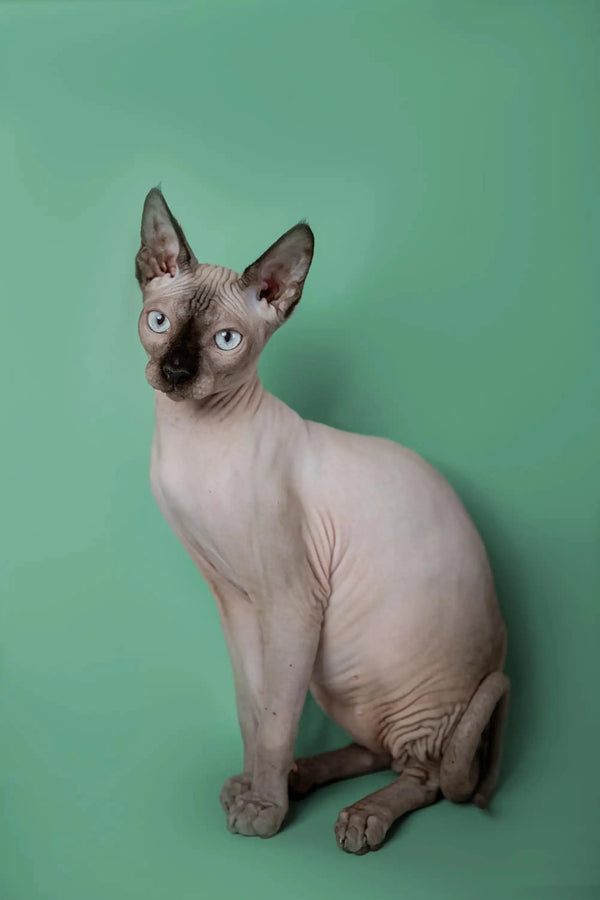Adorable Hairless Sphynx kitten with big ears and wrinkled skin, perfect for cuddling