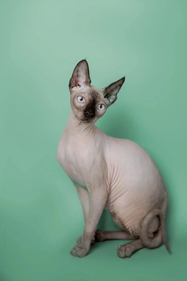 Cute Hairless Sphynx kitten Kade showing off big ears and wrinkled skin