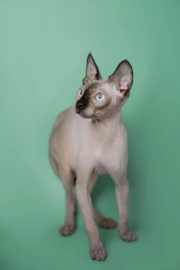Cute Hairless Sphynx Kitten Kade with big ears and striking pale blue eyes