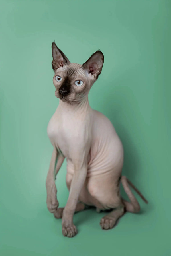 Hairless Sphynx kitten with big ears and wrinkled skin sitting upright