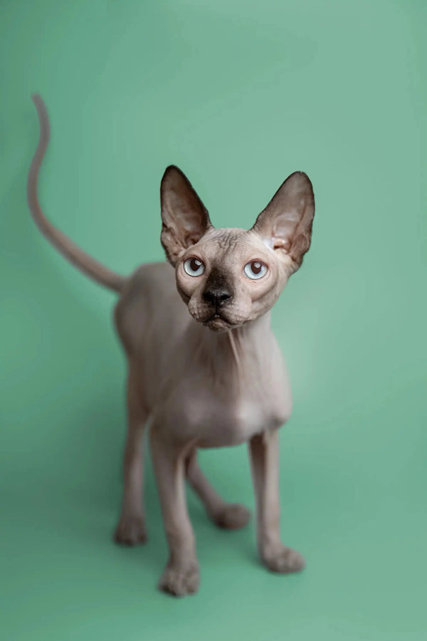 Adorable Sphynx kitten named Kade with large ears and a thin tail cuddling up