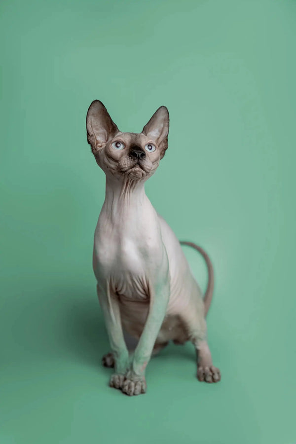 Adorable Hairless Sphynx kitten Kade with big ears sitting upright, ready to play