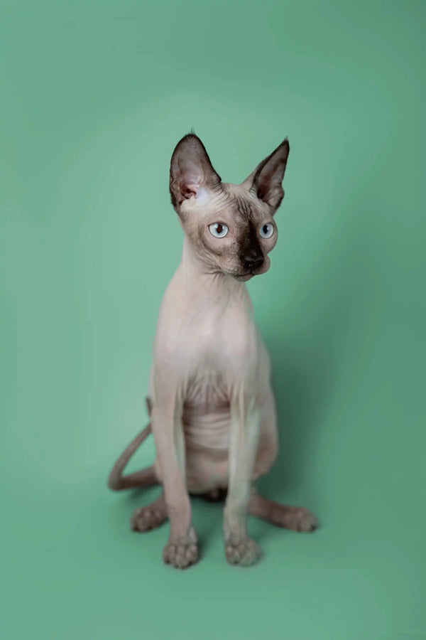 Hairless Sphynx kitten named Kade with big ears and cool wrinkled skin sitting upright