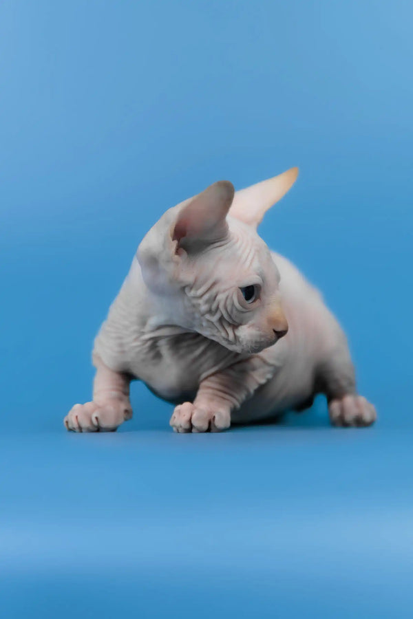 Kai | canadian sphynx kitten